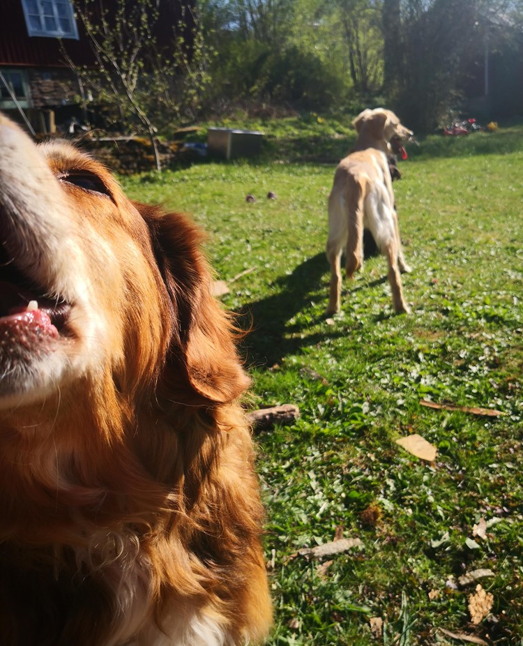 en hund i förgrunden som gapar och en i bakgrunden med svansen mot kameran