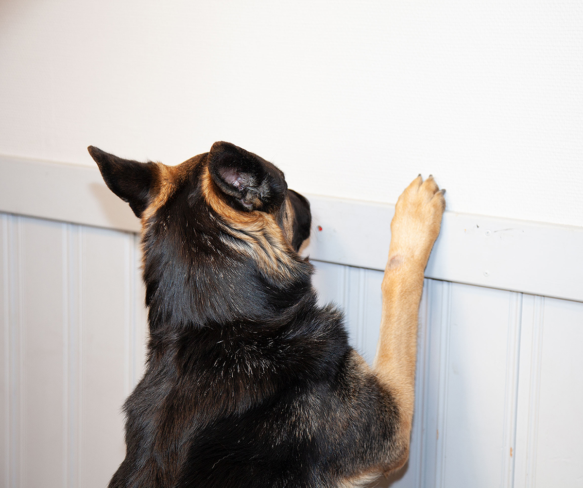 Zolo markerar på vägg