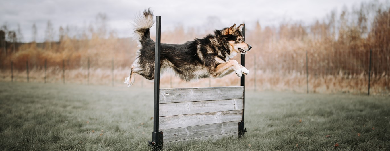 Lapsk vallhund tränar bruks