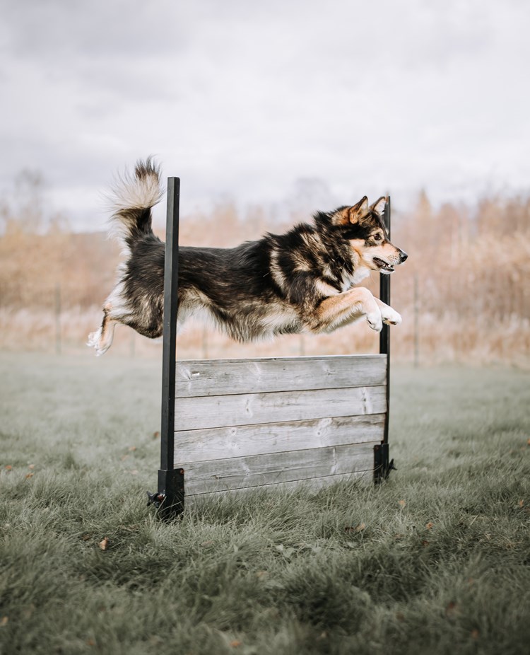 Lapsk vallhund tränar bruks