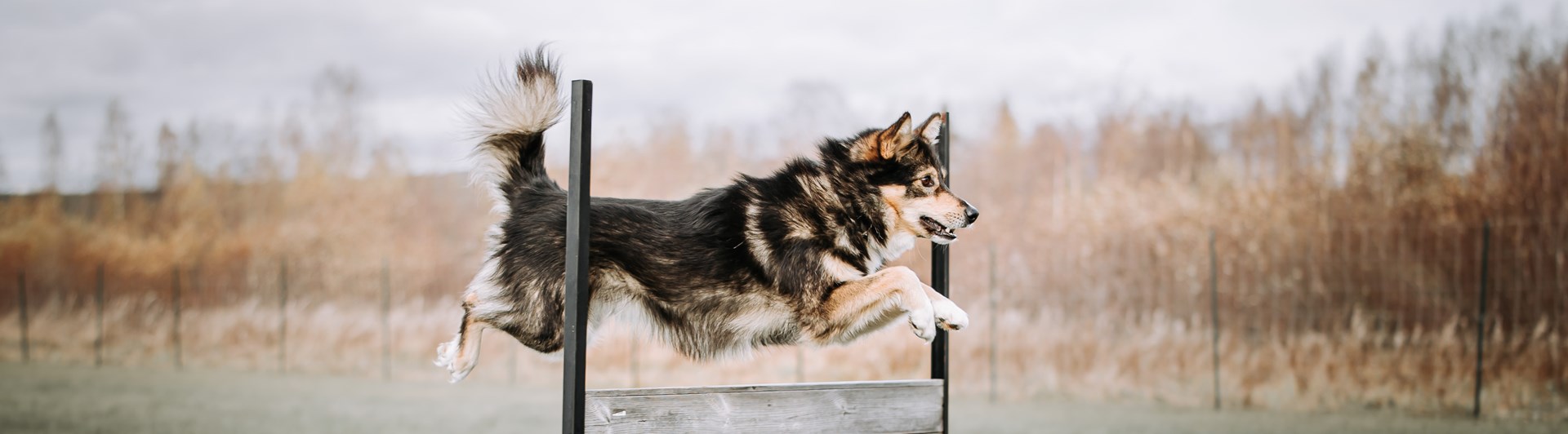 Lapsk vallhund tränar bruks