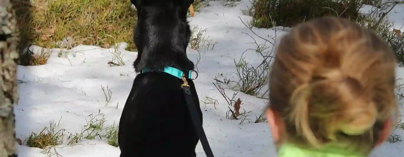 Hund och människa i skogen