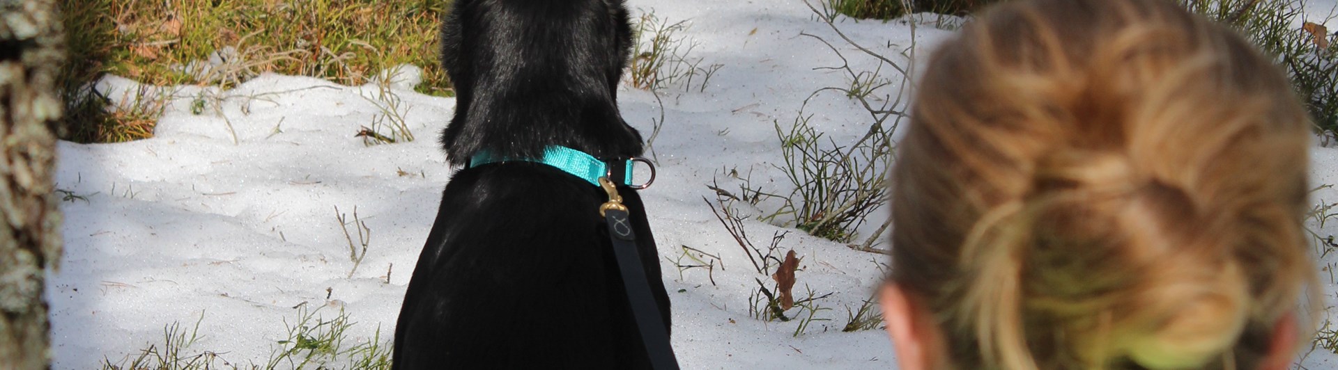 Hund och människa i skogen