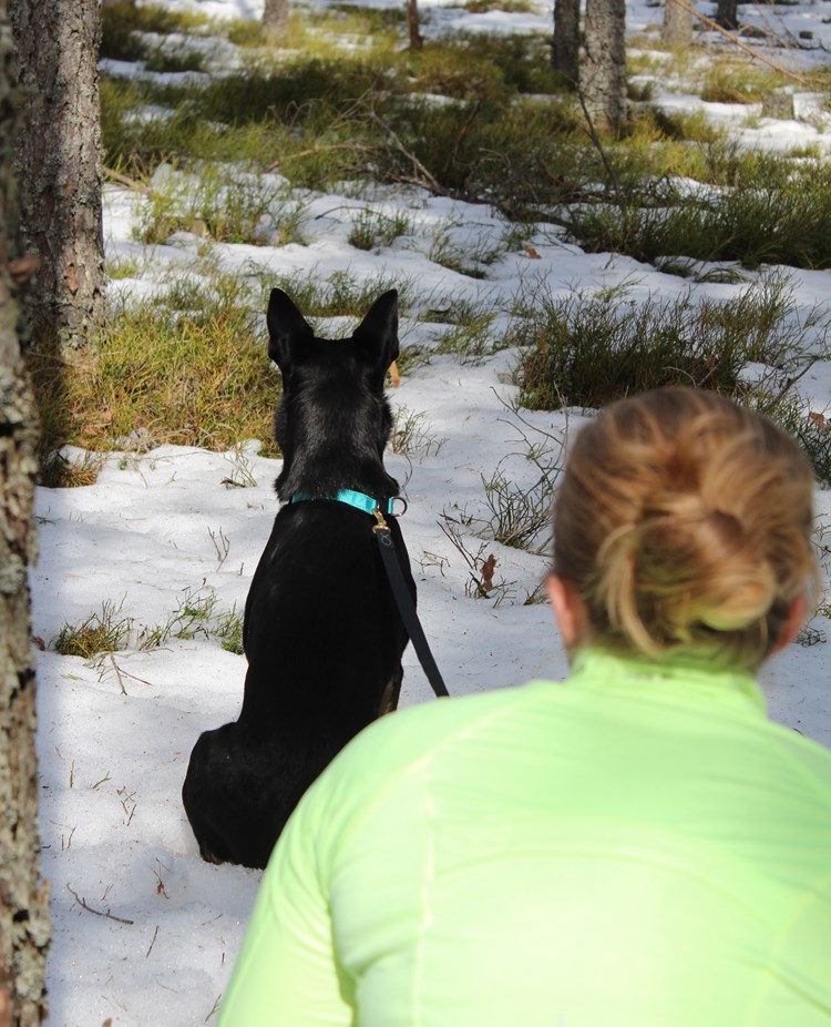 Hund och människa i skogen