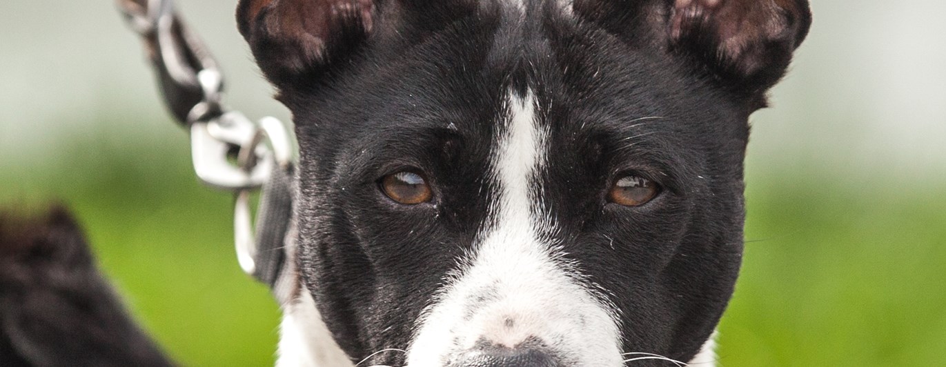 Basenji svart och vit med rött halsband