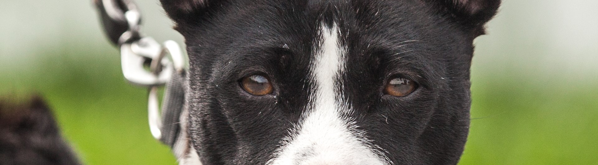 Basenji svart och vit med rött halsband