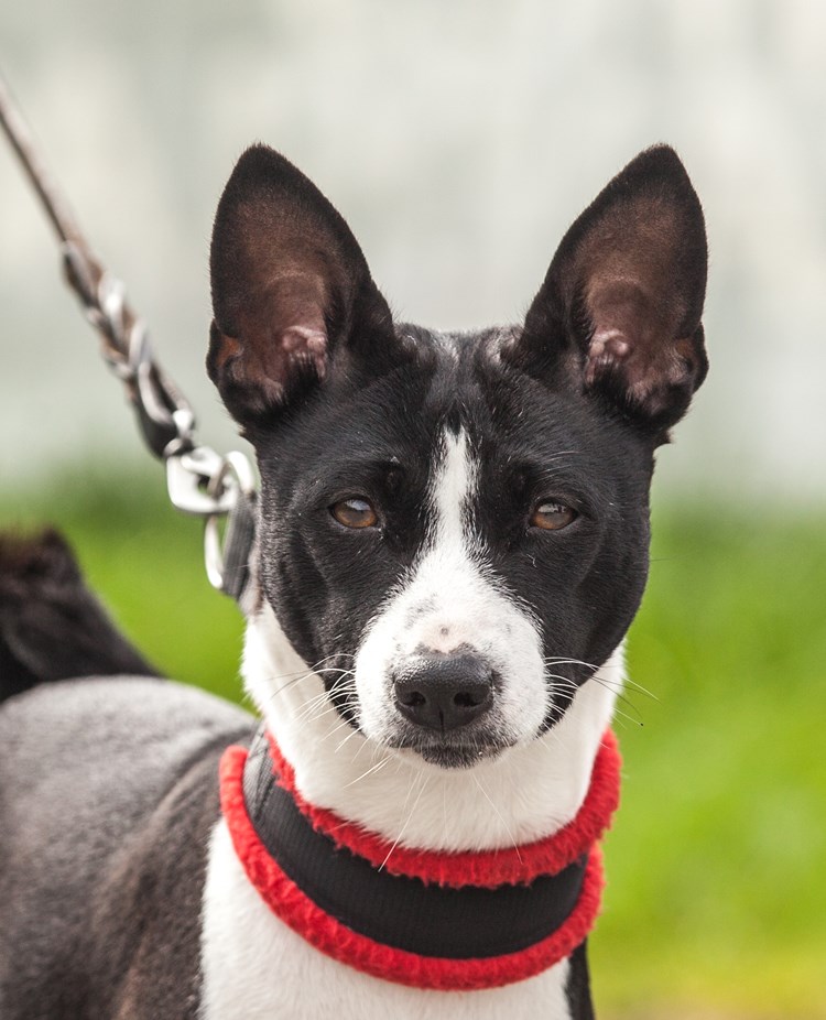 Basenji svart och vit med rött halsband
