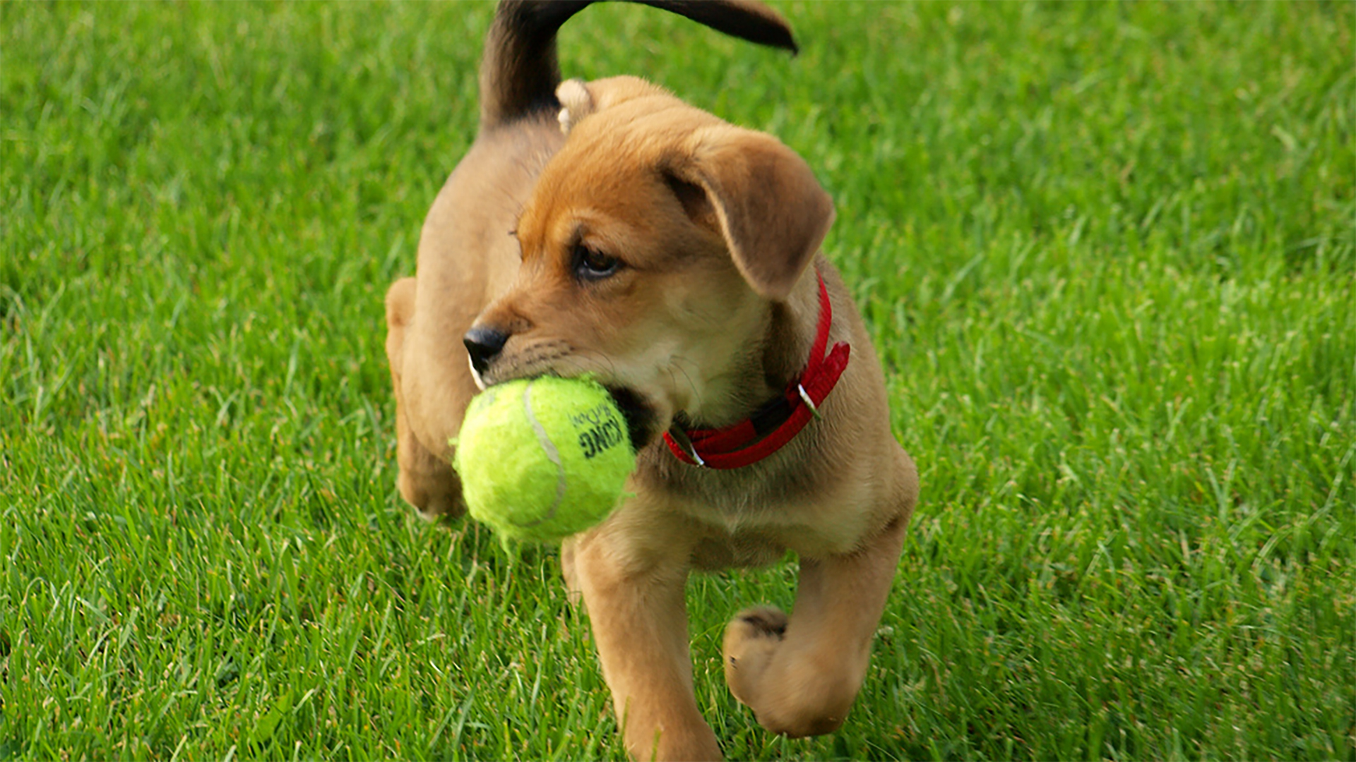 Liten hundvalp med tennisboll i munnen.