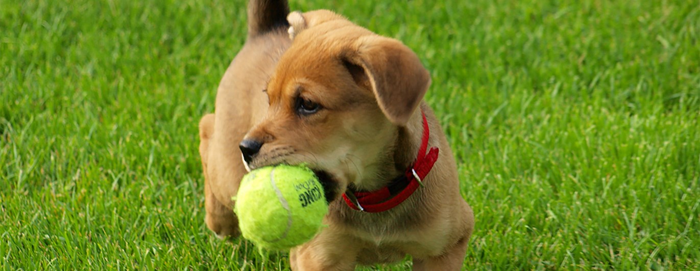 Liten hundvalp med tennisboll i munnen.