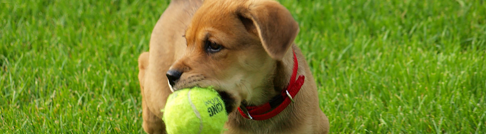 Liten hundvalp med tennisboll i munnen.