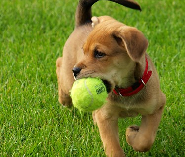 Liten hundvalp med tennisboll i munnen.
