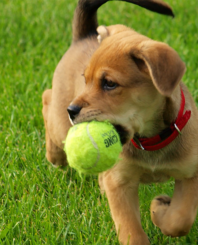 Liten hundvalp med tennisboll i munnen.