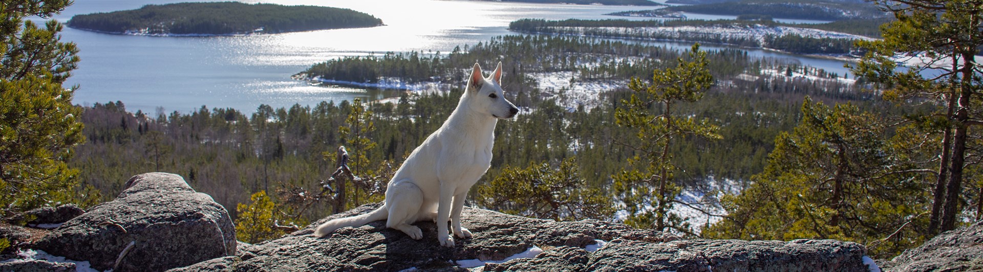 Vit herdehund med havsutsikt från Ögeltjärnsberget