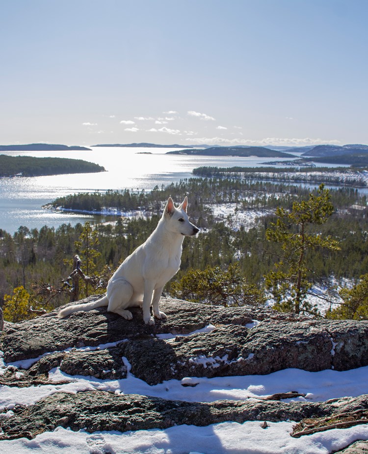 Vit herdehund med havsutsikt från Ögeltjärnsberget