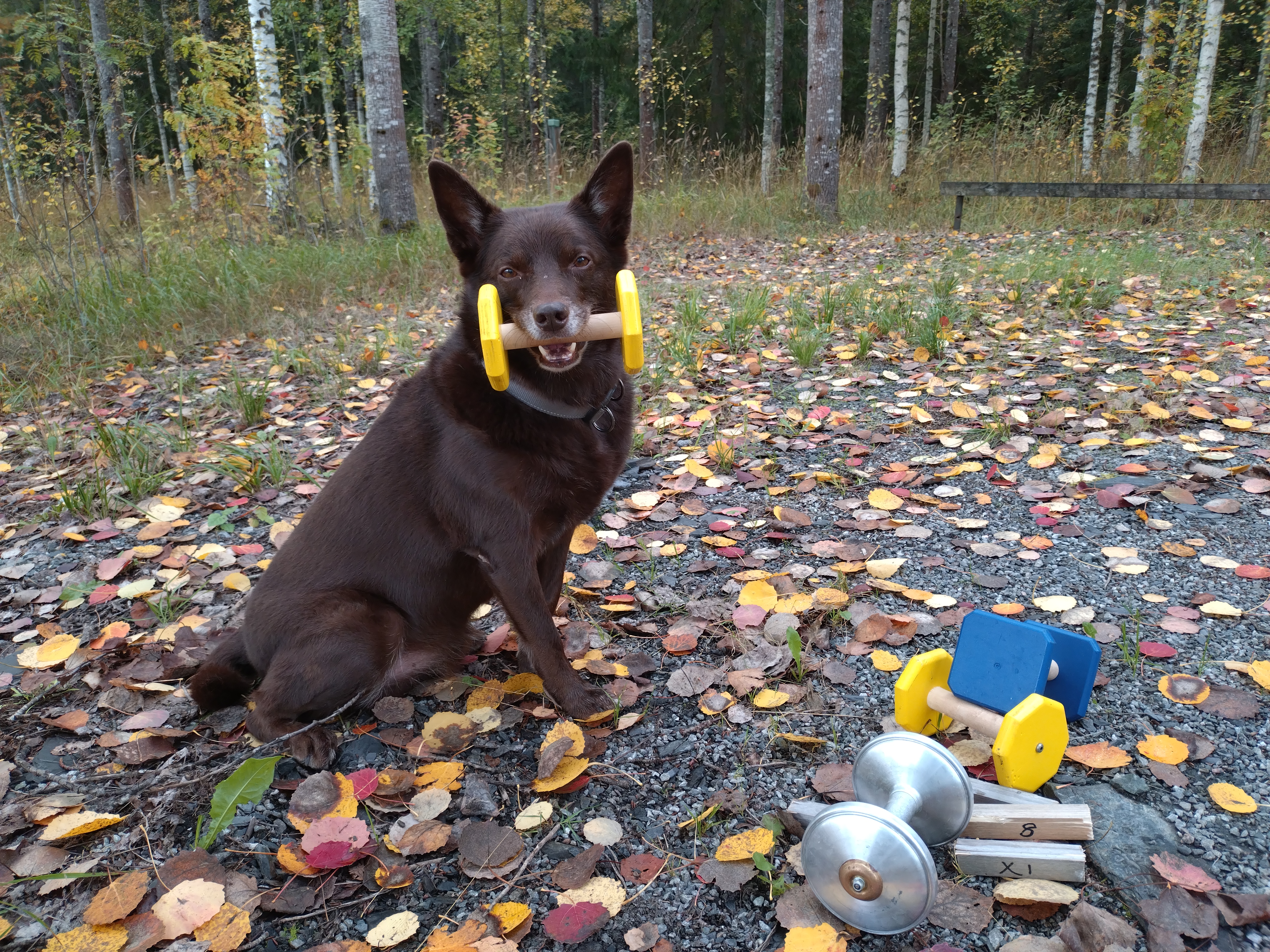 Brun Australisk kelpie som sitter med en apport i munnen