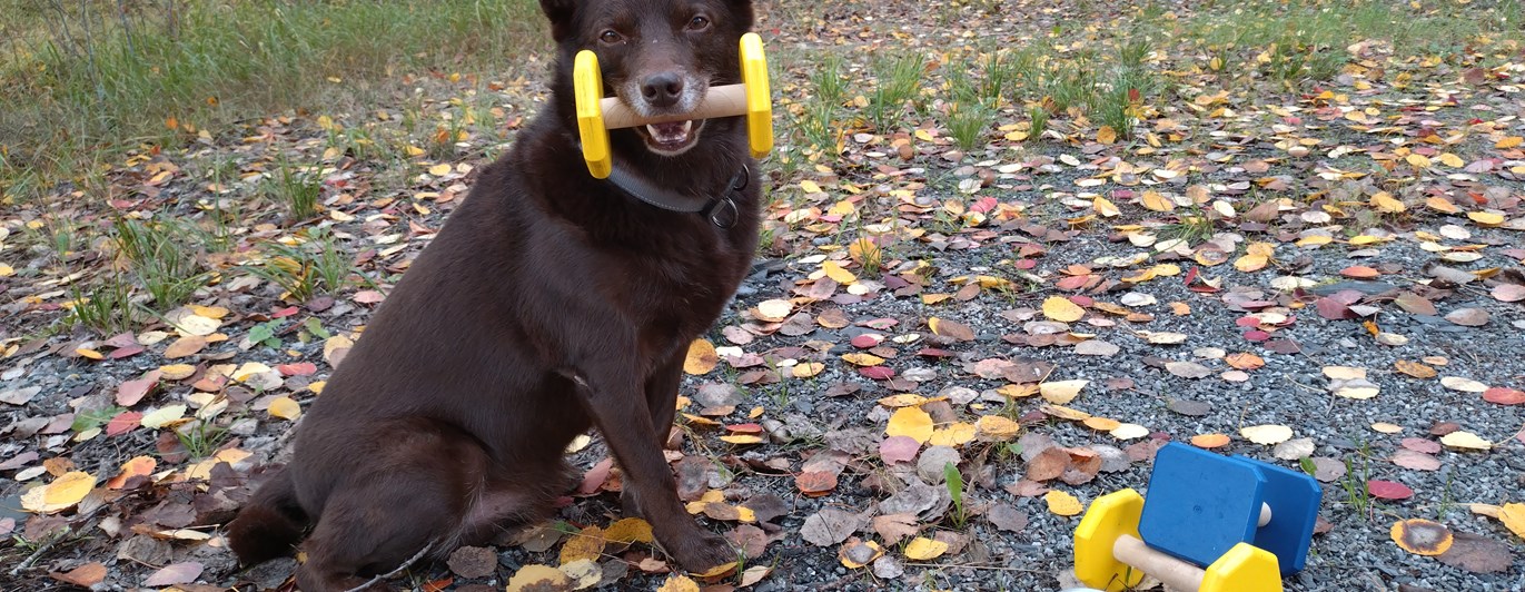 Brun Australisk kelpie som sitter med en apport i munnen