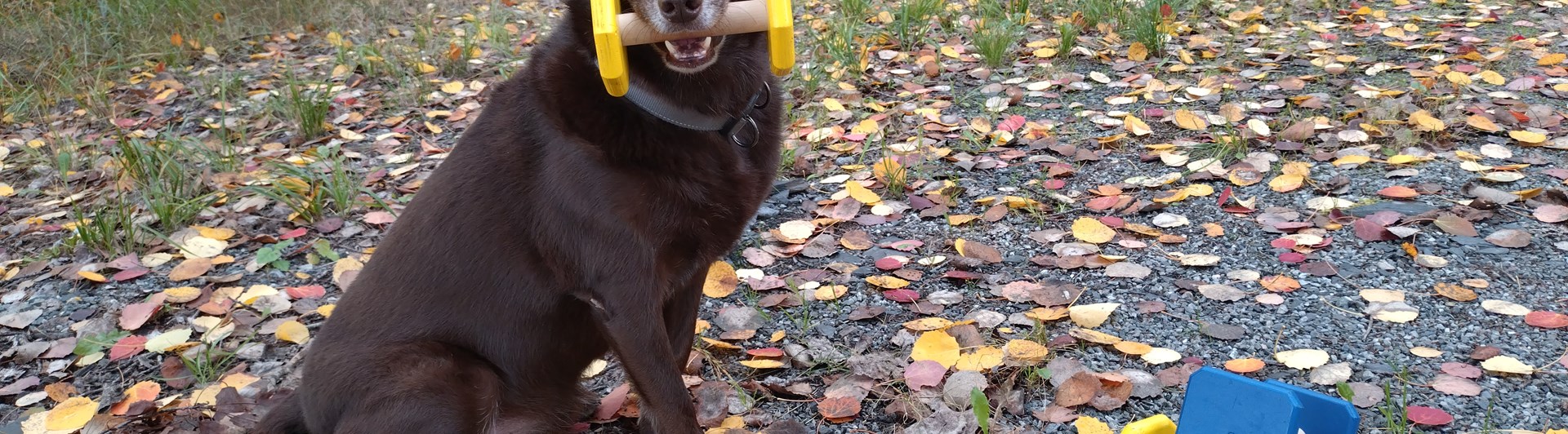 Brun Australisk kelpie som sitter med en apport i munnen