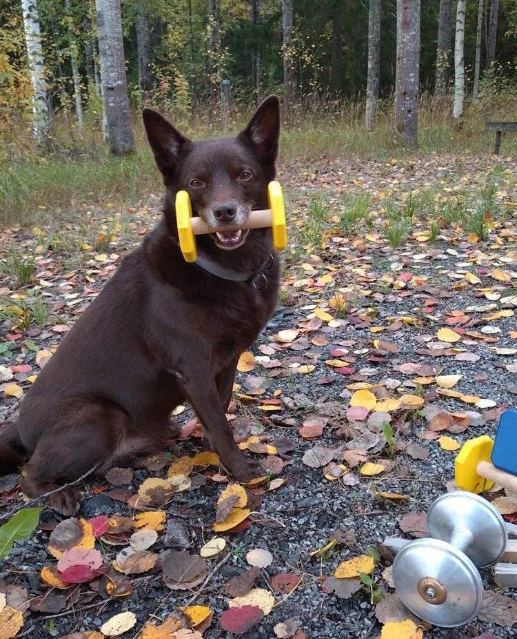 Brun Australisk kelpie som sitter med en apport i munnen