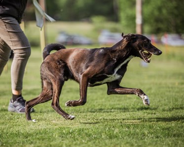 KM vinnare 2024 i Agility Blåbär Large: Sara Finnigan & Tyson