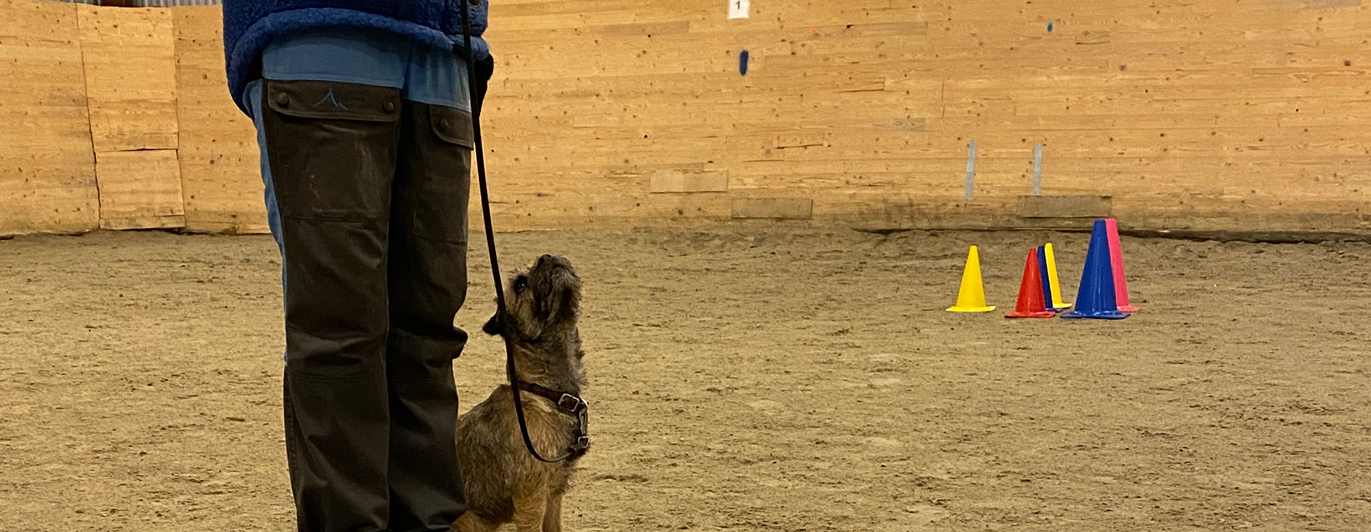 Borderterriern Maja sitter fint vid ett lydnadsmoment under torsdagsträningen i Buahallen, Orust Brukshundklubb.