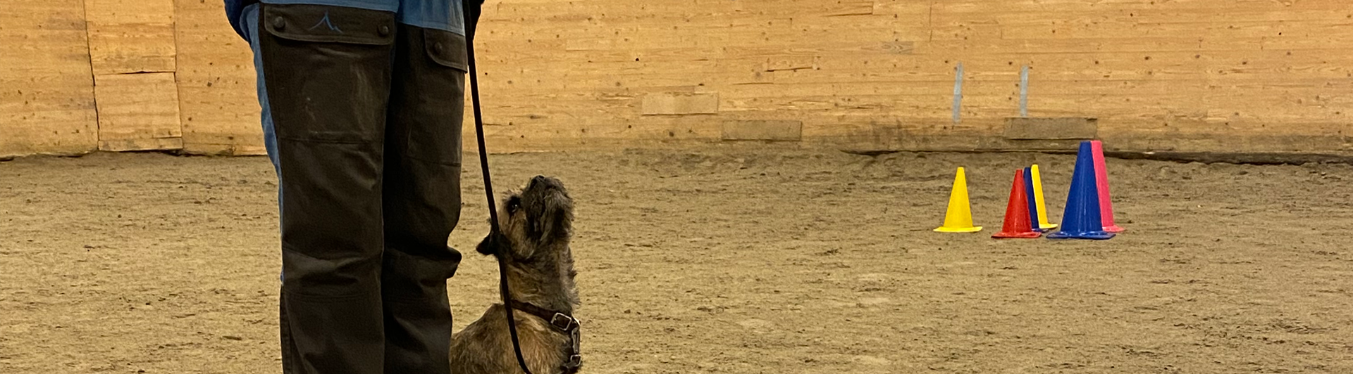 Borderterriern Maja sitter fint vid ett lydnadsmoment under torsdagsträningen i Buahallen, Orust Brukshundklubb.