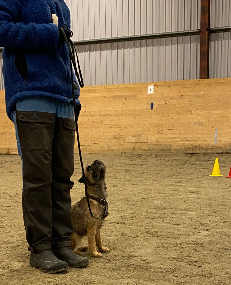 Borderterriern Maja sitter fint vid ett lydnadsmoment under torsdagsträningen i Buahallen, Orust Brukshundklubb.