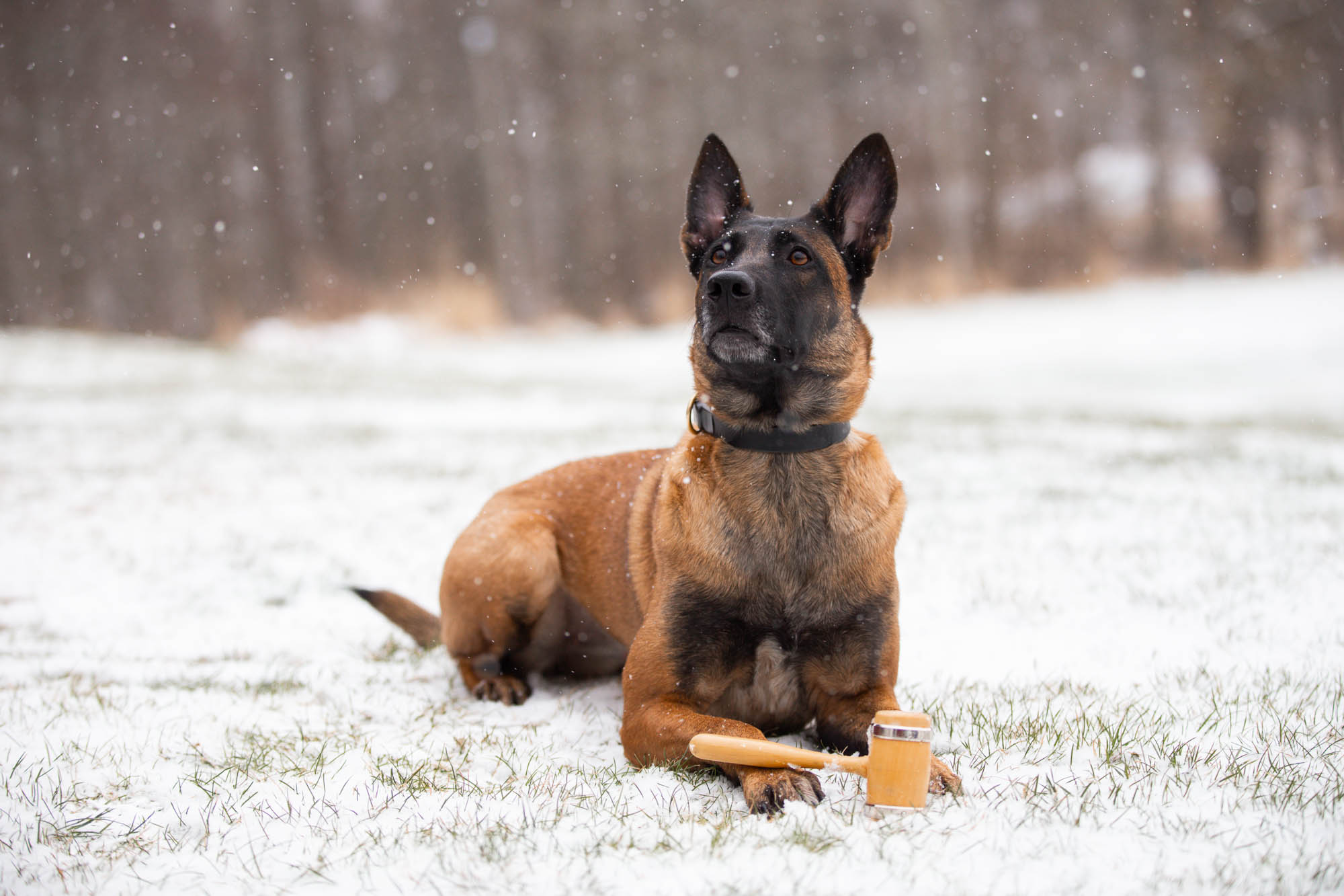 Hund med ordförandeklubba