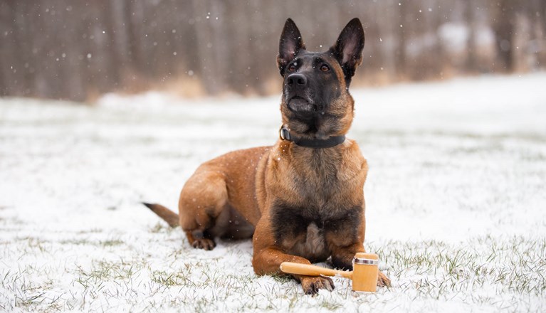 Hund med ordförandeklubba