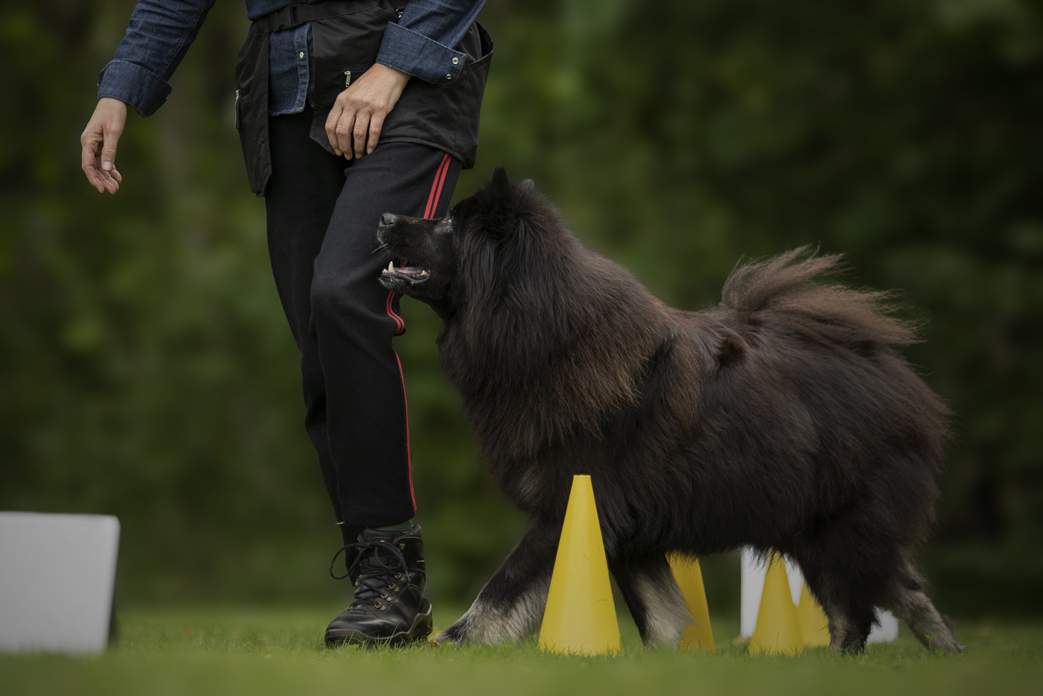 Svart hund som går slalom mellan gula konor