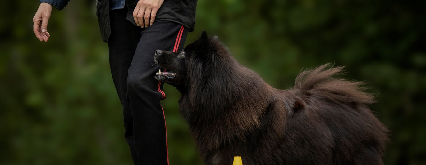 Svart hund som går slalom mellan gula konor