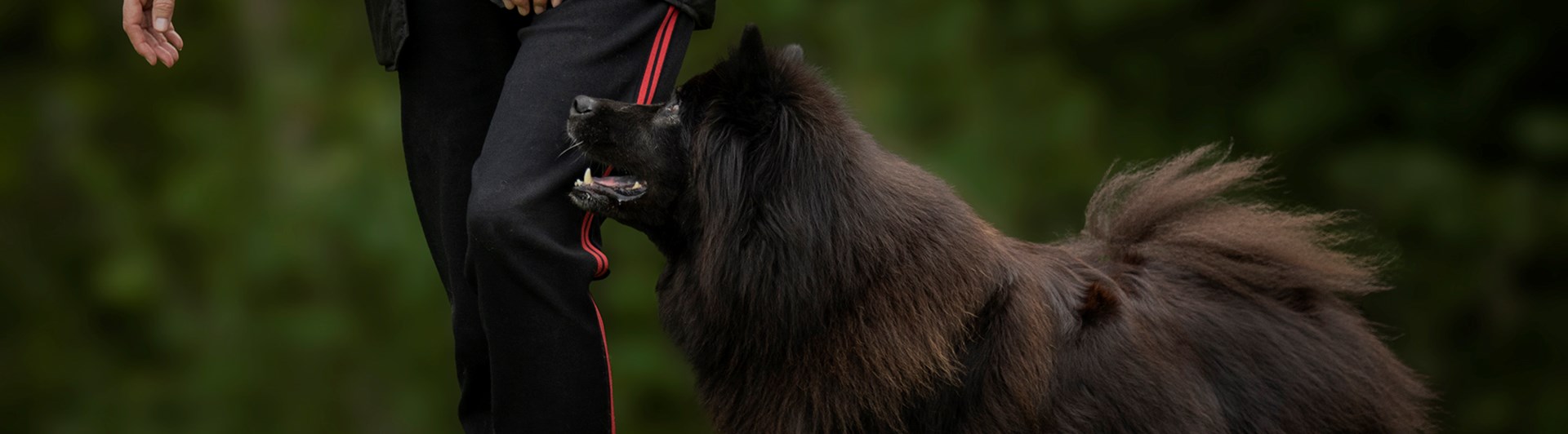 Svart hund som går slalom mellan gula konor