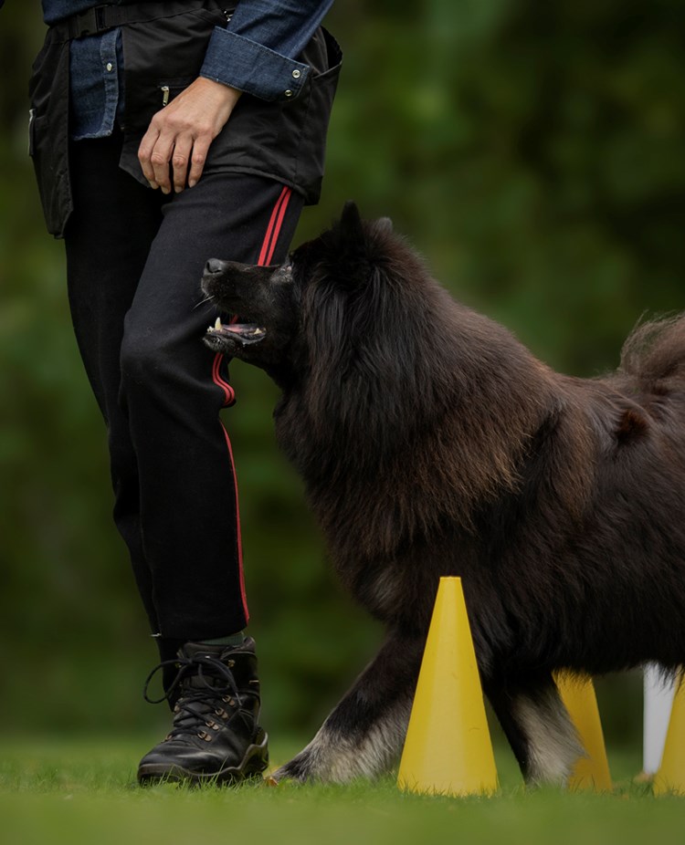 Svart hund som går slalom mellan gula konor