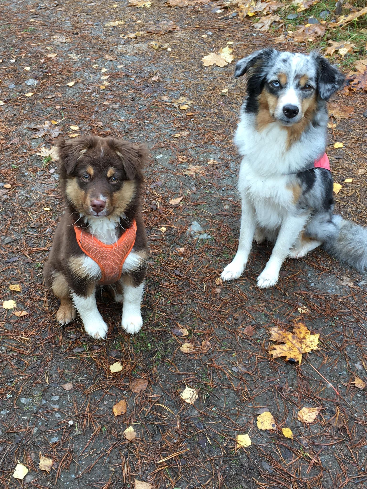 Bild på två hundar