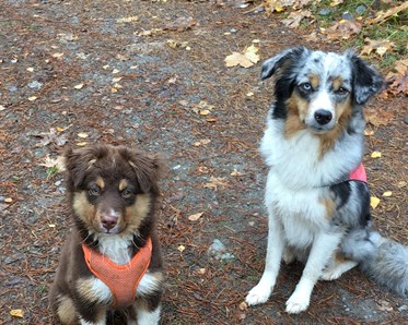 Bild på två hundar