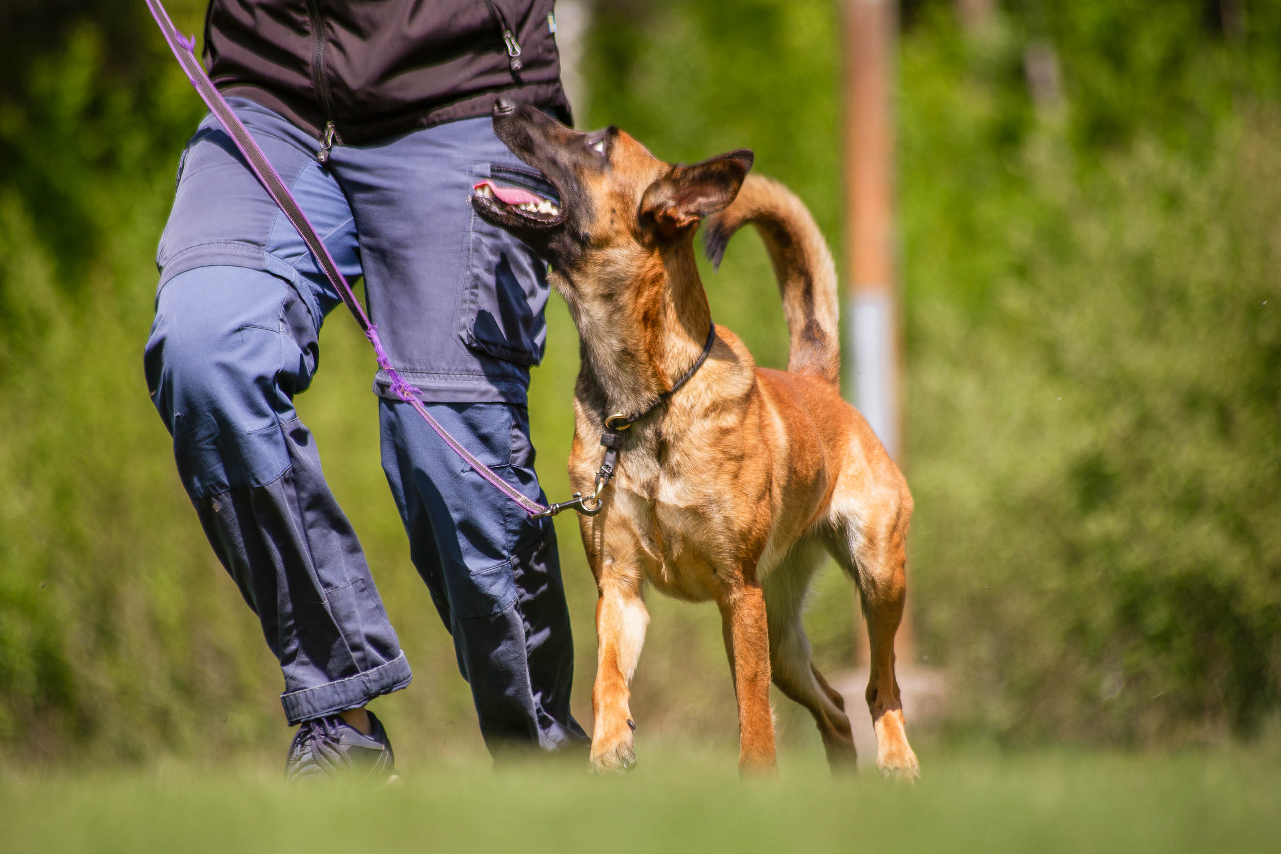 Hund går vid sidan av sin människa och tittar uppmärksamt uppåt.