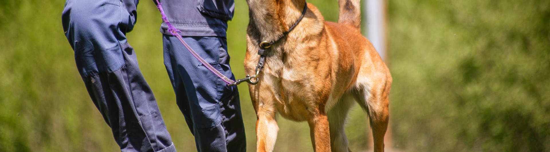 Hund går vid sidan av sin människa och tittar uppmärksamt uppåt.