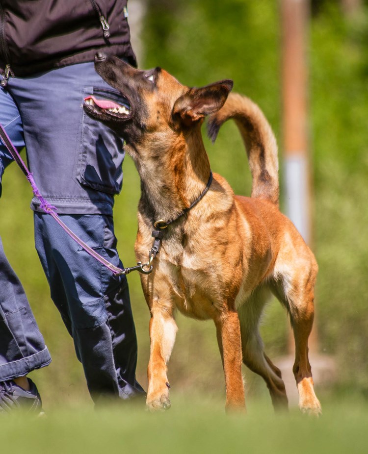 Hund går vid sidan av sin människa och tittar uppmärksamt uppåt.
