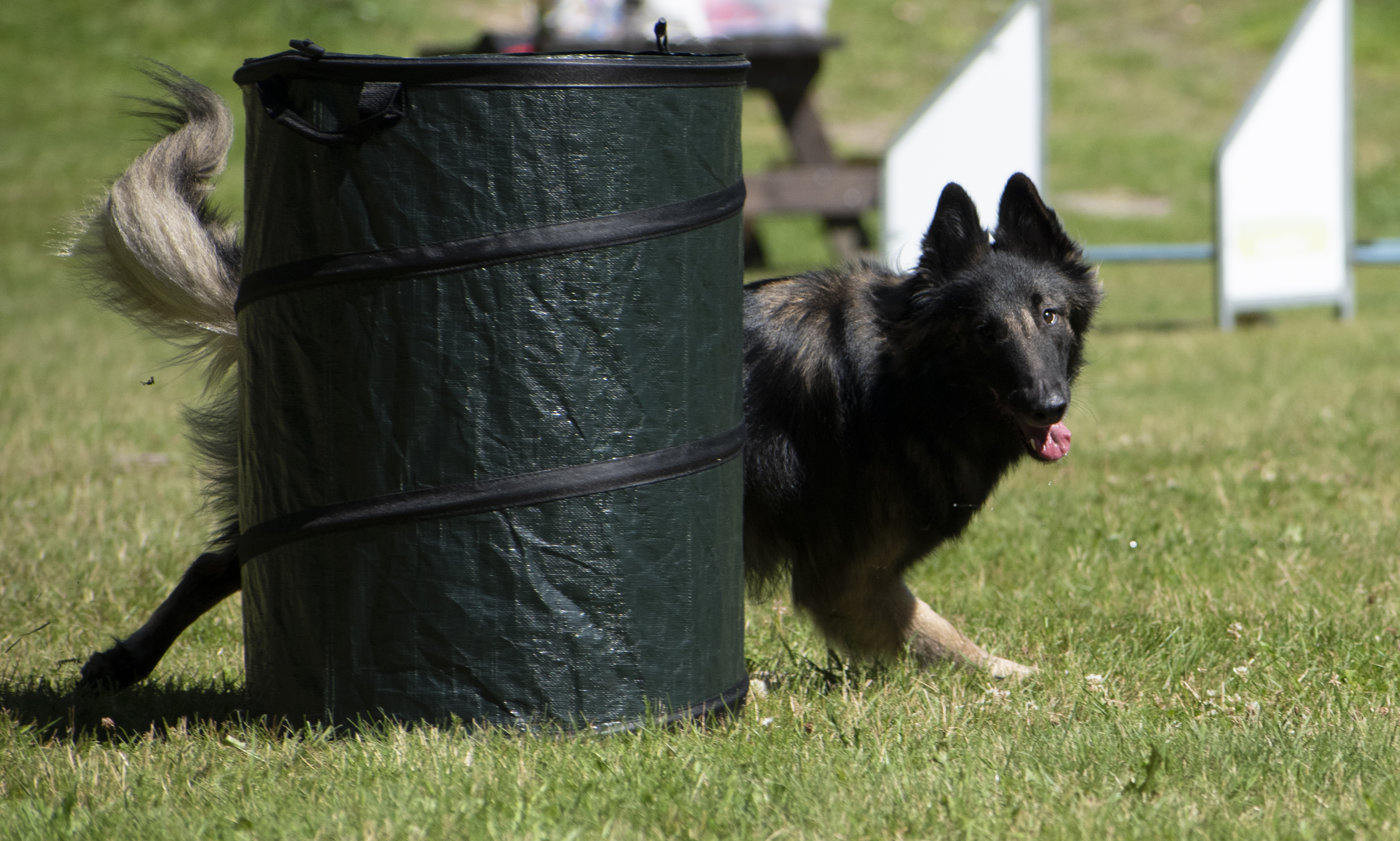 Belgisk Vallhund Tervueren springer Hoopers