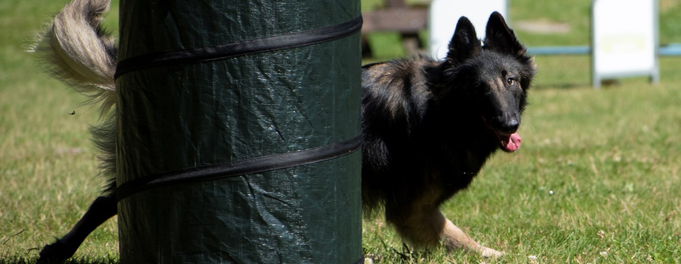 Belgisk Vallhund Tervueren springer Hoopers