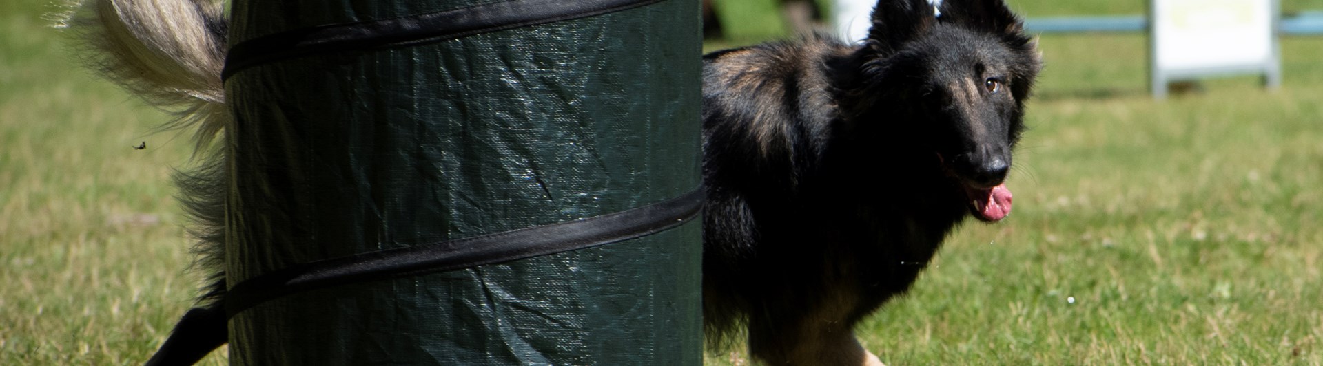 Belgisk Vallhund Tervueren springer Hoopers