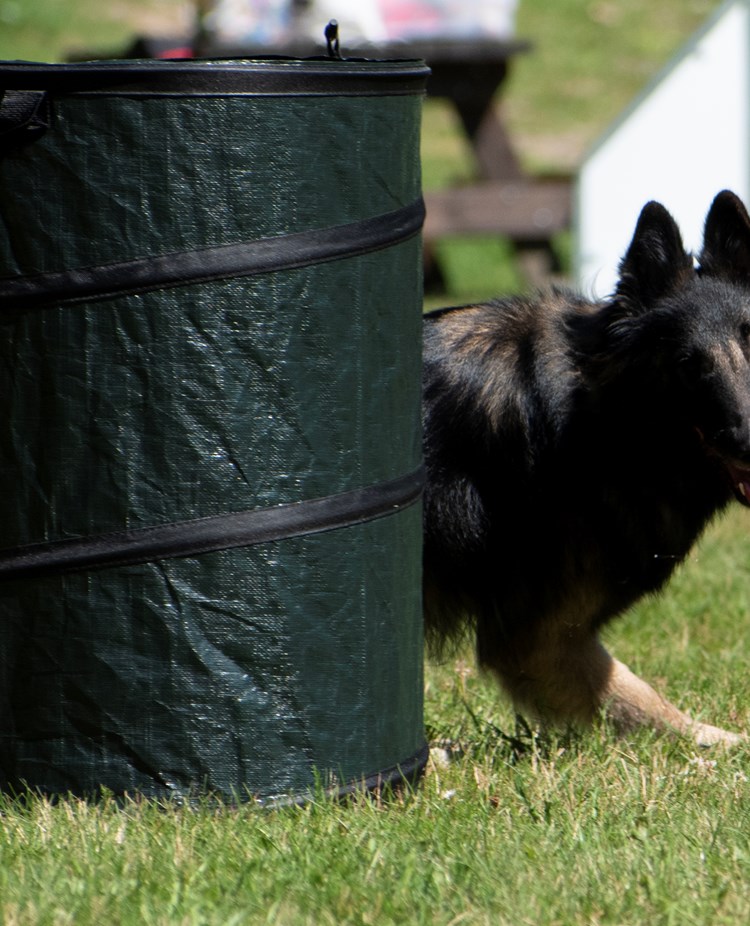 Belgisk Vallhund Tervueren springer Hoopers