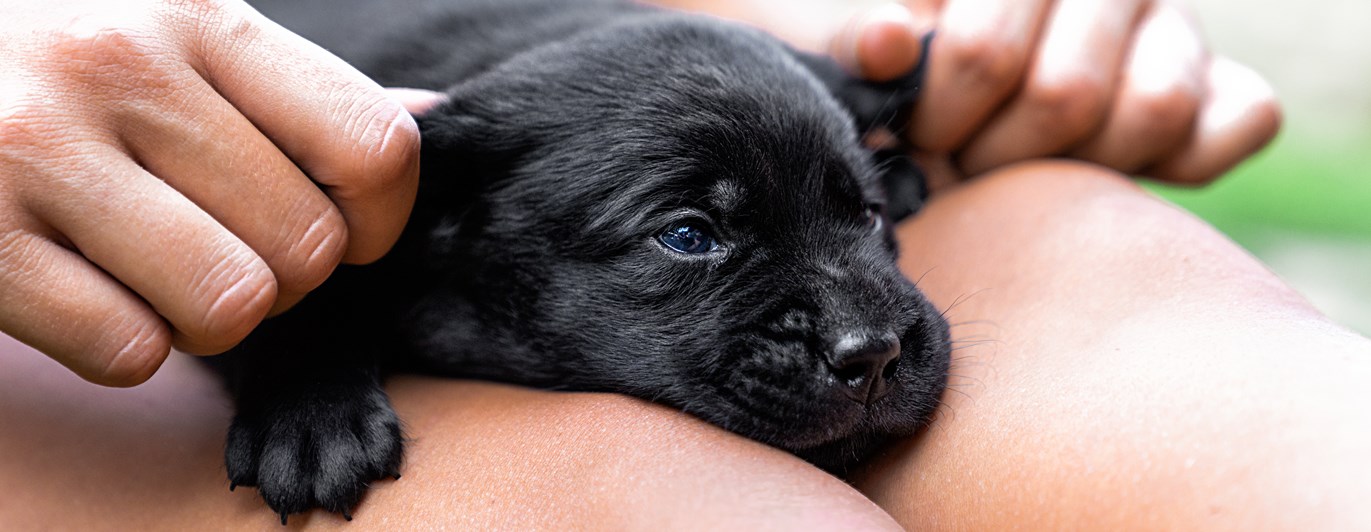 Liten valp ligger i knä