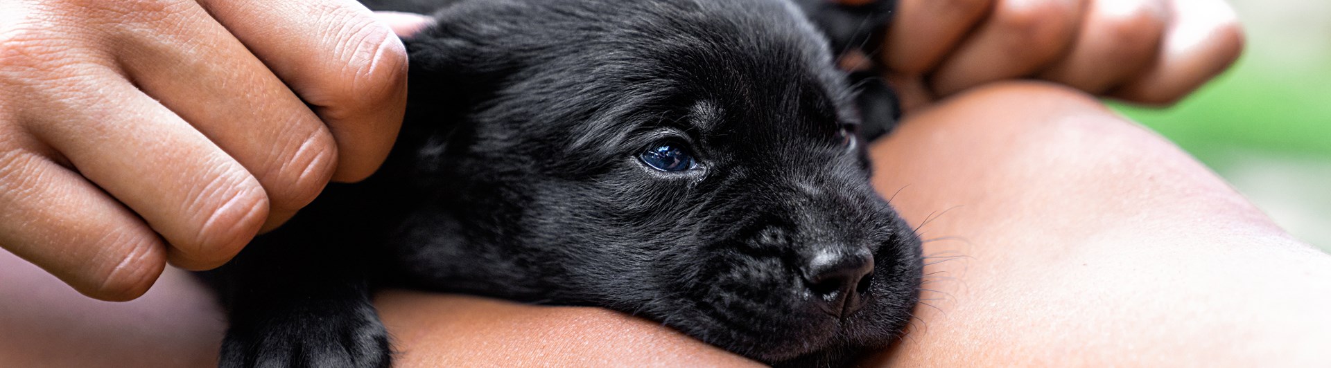 Liten valp ligger i knä