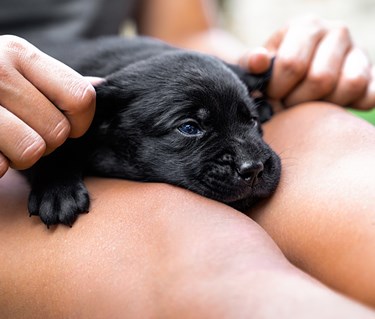 Liten valp ligger i knä