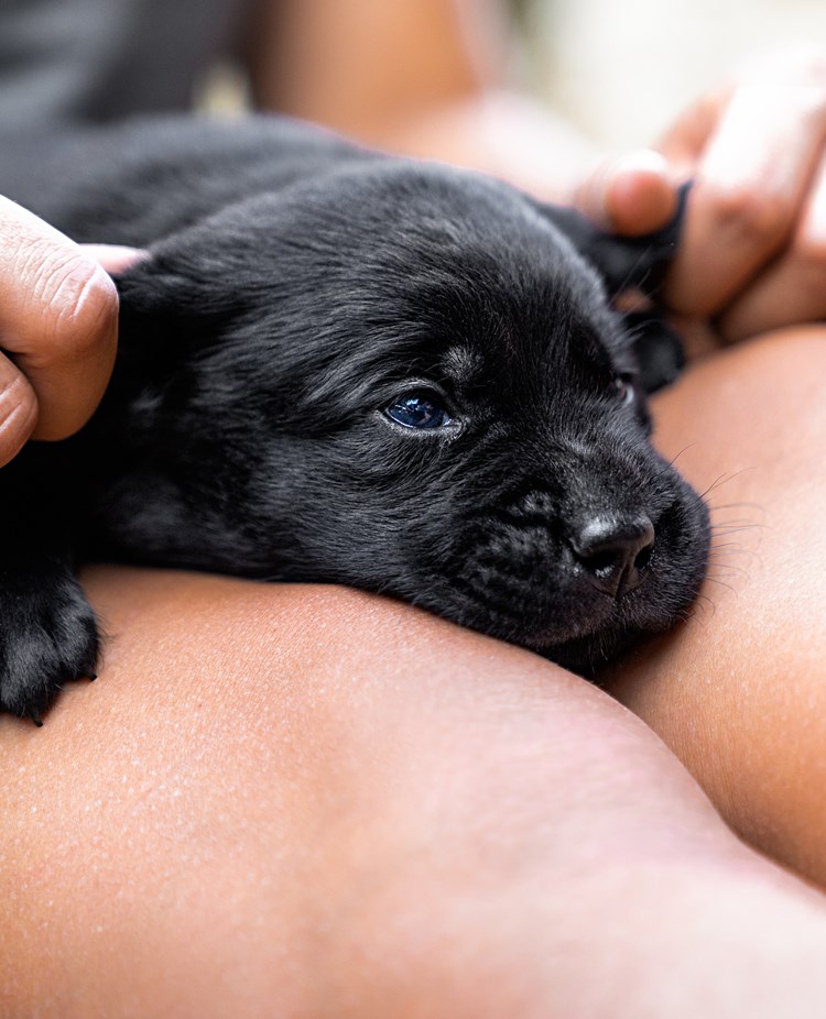 Liten valp ligger i knä