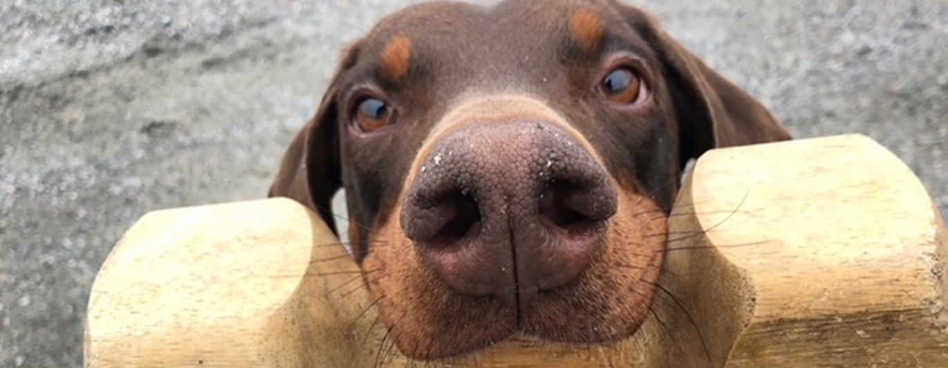 Dobermann men apport i munnen