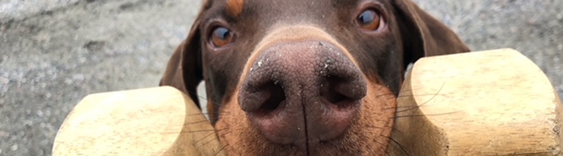 Dobermann men apport i munnen