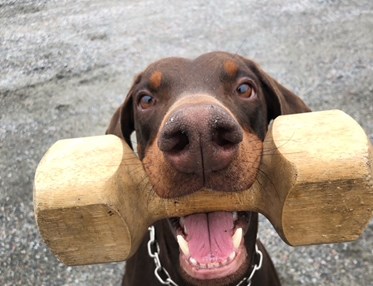 Dobermann men apport i munnen