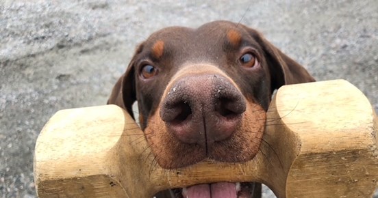 Dobermann men apport i munnen