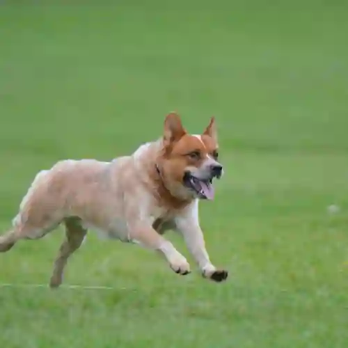 röd australian cattledog springer i gräset
